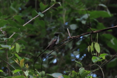 Saucerottia cyanocephala