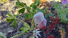 Trifolium tomentosum