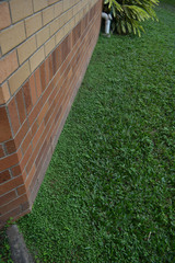 Hydrocotyle acutiloba
