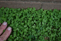Hydrocotyle acutiloba