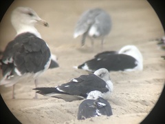 Larus fuscus