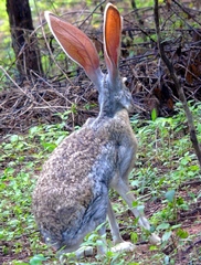 Lepus alleni