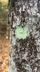 Lecanora thysanophora