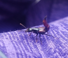 Staphylinini