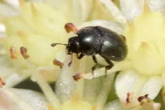 Brassicogethes aeneus