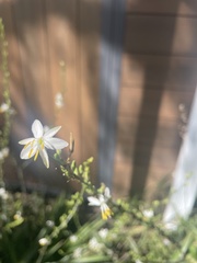 Chlorophytum cooperi