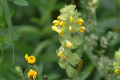 Rhinanthus alectorolophus