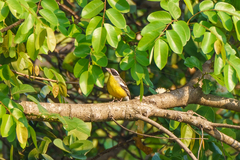 Emberiza cabanisi