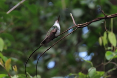 Saucerottia cyanocephala