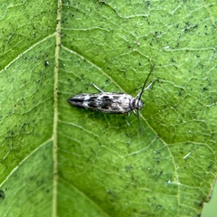 Scythris