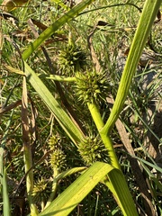 Sparganium emersum