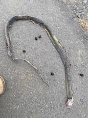 Philothamnus occidentalis