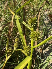 Sparganium emersum
