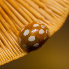 Calvia decemguttata