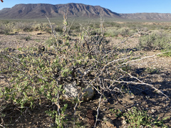 Pachycormus discolor