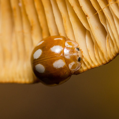 Calvia decemguttata