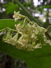 Chiococca nitida