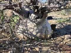 Pachycormus discolor