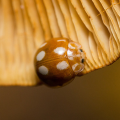 Calvia decemguttata