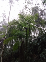 Cyatheaceae