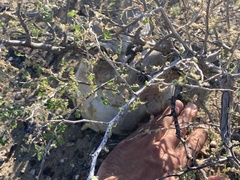 Pachycormus discolor