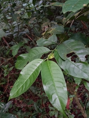 Chiococca nitida