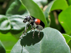 Megalostomis pyropyga