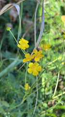 Ranunculus