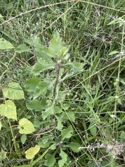 Mesosphaerum suaveolens