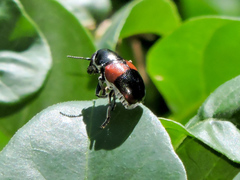 Megalostomis pyropyga