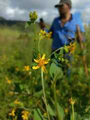 Wollastonia biflora