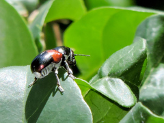 Megalostomis pyropyga