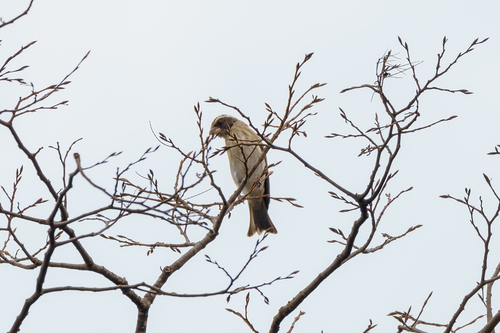 iNaturalist image