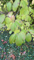Viburnum prunifolium
