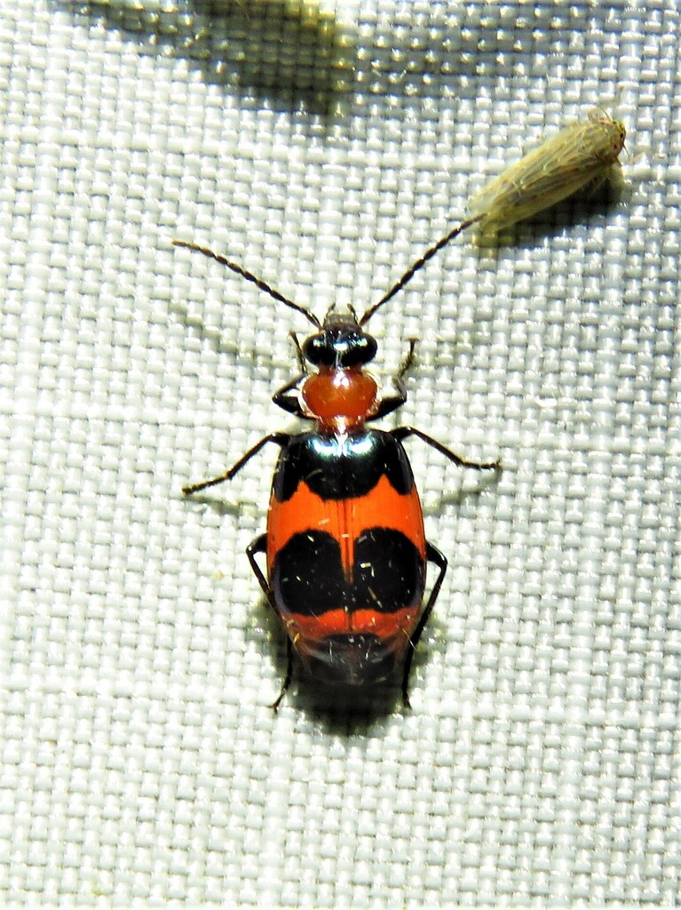 Lebia bitaeniata