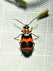 Lebia bitaeniata