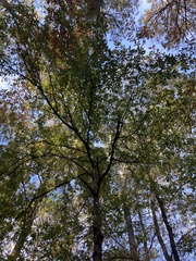 Quercus oglethorpensis