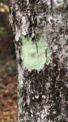 Lecanora thysanophora