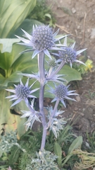 Eryngium bourgatii