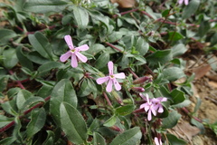 Saponaria ocymoides