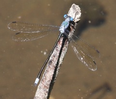 Lestes eurinus