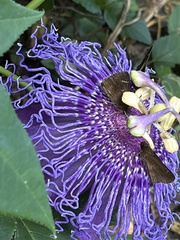 Passiflora incarnata × cincinnata
