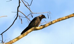 Cyanocorax violaceus