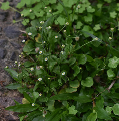 Erigeron bellioides