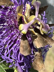 Passiflora incarnata × cincinnata
