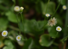 Erigeron bellioides