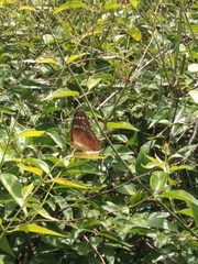 Anartia amathea