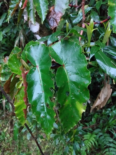 Begonia angularis, photograph 4