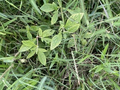 Alternanthera ficoidea