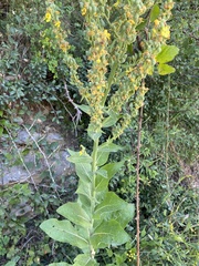 Verbascum lychnitis